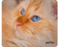 PERFEO (PF_D0667) 
