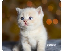 PERFEO (PF_D0658) 