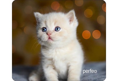 PERFEO (PF_D0658) 