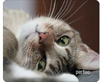 PERFEO (PF_D0660) 