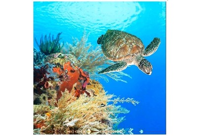 BRIMIX 0210 Шторка в ванную комнату фотопечать  ГИГАНТСКАЯ ЧЕРЕПАХА