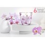 BARTEK Орхидея Фаленопсис (Orchid Phalaenopsis) 115гр в стакане