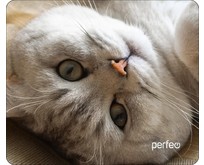 PERFEO (PF_D0654) 