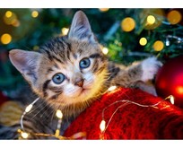 РЫЖИЙ КОТ Алмаз. мозаика (класс.)22х32см. с подр., с полн. заполн. (30 цв.) Котёнок с гирляндой НД5859 ПП00208515