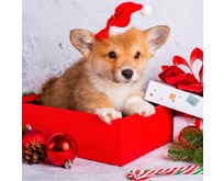 РЫЖИЙ КОТ Алмаз.мозаика (класс.) 20х20 см, c подр., с полн.заполн. (27 цв.) Щенок в коробке НД5851 ПП00208507